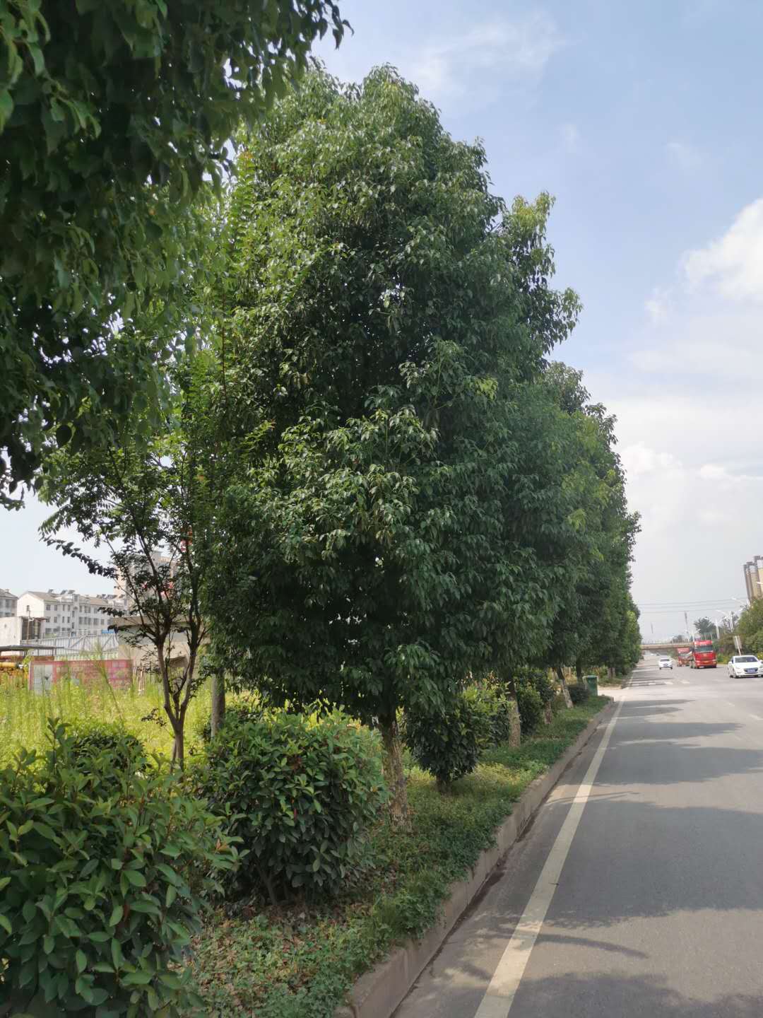 金湖大道綠化-07